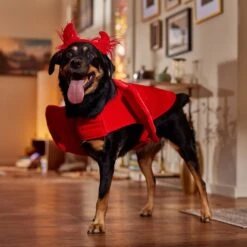 Frisco My Little Devil Dog & Cat Costume Accessory 14 Frisco My Little Devil Dog & Cat Costume Accessory -Frisco Sales Store 706622 PT7. AC SS1800 V1689342200