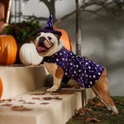 Frisco Cosmic Witch Dog & Cat Costume -Frisco Sales Store 708982 PT7. AC SS1800 V1689350987
