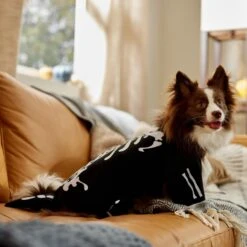 Frisco Glow In The Dark Skeleton Dog & Cat Costume 14 Frisco Glow In The Dark Skeleton Dog & Cat Costume -Frisco Sales Store 709038 PT7. AC SS1800 V1689350988