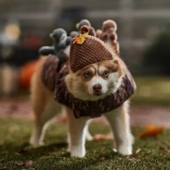 Frisco Squirrels & Nuts Ride-On Dog & Cat Costume -Frisco Sales Store 709422 PT7. AC SS1800 V1689270909