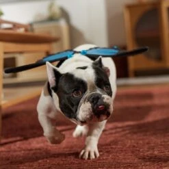 Frisco Magical Butterfly Wings Dog & Cat Costume Accessory -Frisco Sales Store 713062 PT7. AC SS1800 V1689354962