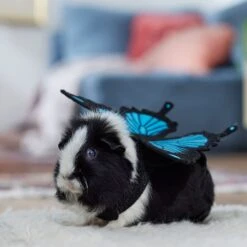 Frisco Small Pet Butterfly Wings 12 Frisco Small Pet Butterfly Wings -Frisco Sales Store 714406 PT7. AC SS1800 V1688584657