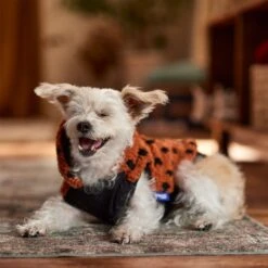 Frisco Dotted Dog & Cat Hoodie -Frisco Sales Store 718326 PT7. AC SS1800 V1692375977