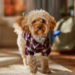 Frisco Red & Blue Plaid Dog & Cat Flannel Shirt -Frisco Sales Store 720838 PT7. AC SS1800 V1693400998