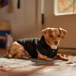 Frisco Quilted Fleece Dog & Cat Pullover Hoodie 16 Frisco Quilted Fleece Dog & Cat Pullover Hoodie -Frisco Sales Store 721030 PT7. AC SS1800 V1692378399