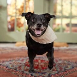 Frisco Solid Faux Fur Dog & Cat Bandana 11 Frisco Solid Faux Fur Dog & Cat Bandana -Frisco Sales Store 733878 PT6. AC SS1800 V1692378974