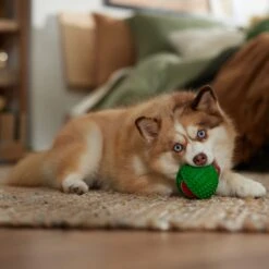 Frisco Holiday Fetch Squeaky Tennis Ball With Rubber Sleeve Dog Toy -Frisco Sales Store 739686 PT3. AC SS1800 V1694812401