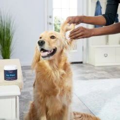 Zymox Ear Infection Solution With .5% Hydrocortisone For Dogs & Cats, 1.25-oz Bottle & Frisco Ear Wipes For Dogs, 100 Count -Frisco Sales Store 808334 PT7. AC SS1800 V1679065297