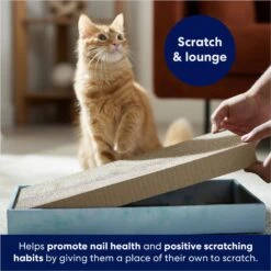 Frisco Double-Wide Cat Scratcher Toy Refill With Catnip, 2 Count & Frisco Double-Wide Cat Scratcher Toy With Catnip 12 Frisco Double-Wide Cat Scratcher Toy Refill With Catnip, 2 Count & Frisco Double-Wide Cat Scratcher Toy With Catnip -Frisco Sales Store 933566 PT3. AC SS1800 V1692305262