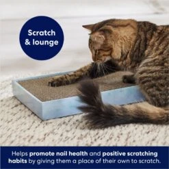 Frisco Double-Wide Cat Scratcher Toy Refill With Catnip, 2 Count & Frisco Double-Wide Cat Scratcher Toy With Catnip 16 Frisco Double-Wide Cat Scratcher Toy Refill With Catnip, 2 Count & Frisco Double-Wide Cat Scratcher Toy With Catnip -Frisco Sales Store 933566 PT7. AC SS1800 V1692304490