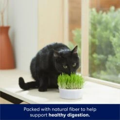 Frisco Natural Cat Grass Growing Kit -Frisco Sales Store 944102 PT3. AC SS1800 V1701364933