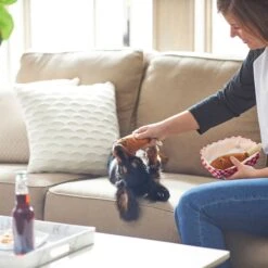 Frisco Corndog Interactive Plush Squeaky Dog Toy & Frisco Guacamole Hide & Seek Puzzle Plush Squeaky Dog Toy 12 Frisco Corndog Interactive Plush Squeaky Dog Toy & Frisco Guacamole Hide & Seek Puzzle Plush Squeaky Dog Toy -Frisco Sales Store 962086 PT3. AC SS1800 V1694782979