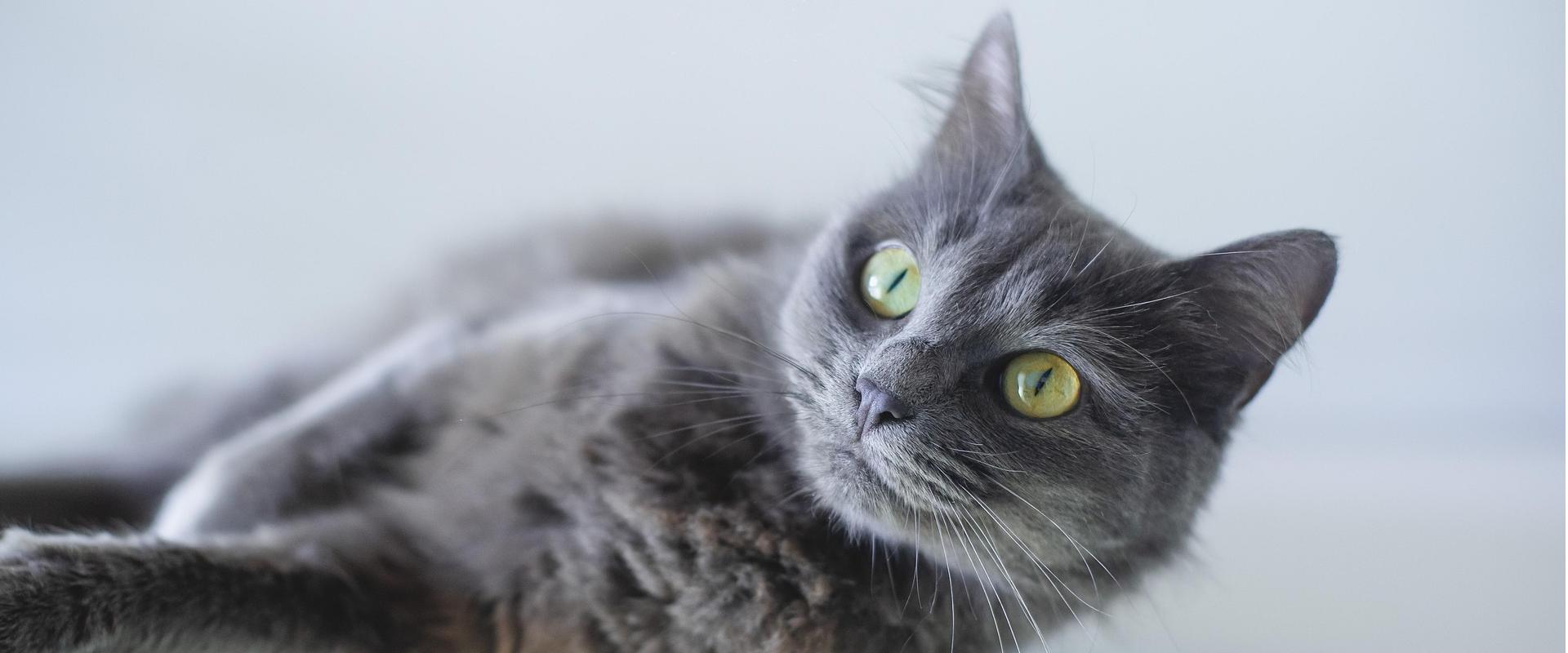 Frisco Sales Store 1 Frisco Sales Store -Frisco Sales Store cat 8197577 1920